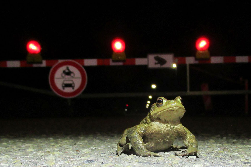 Erdkroete auf der Strasse